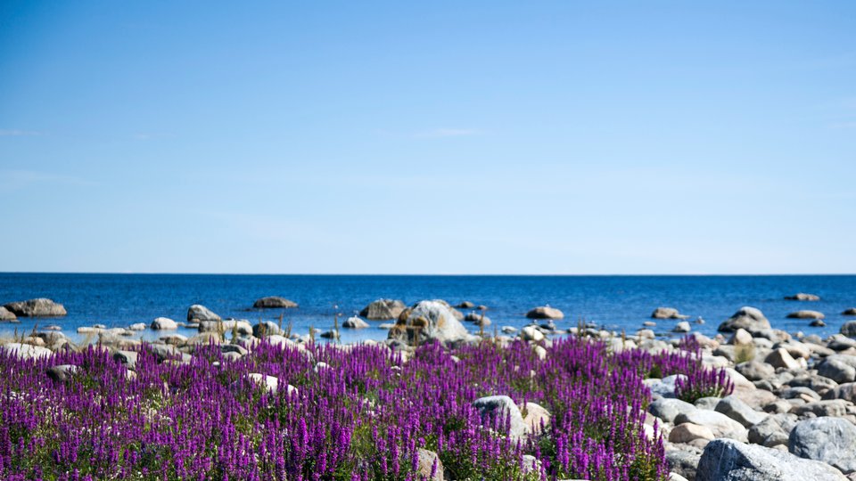 Havshorisont, blå himmel. Stenar och lila blommor i förgrunden.